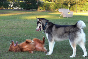 Canine Submissive Behavior