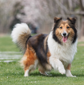 Canine Tail