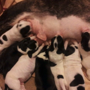 Canine Teat-Nudge