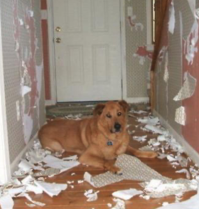 Destructive Dog