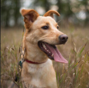 Dog Flehmen