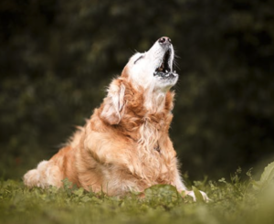 Dog Howling