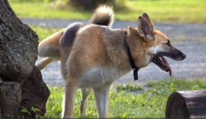 Dog Urine Marking