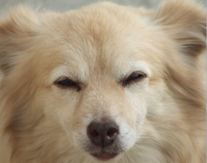 DogBlinking