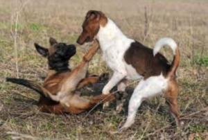 Dogs Dominant Behavior 1