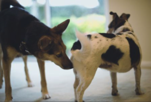 Dogs Genital Sniffing