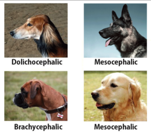 Dogs Heads