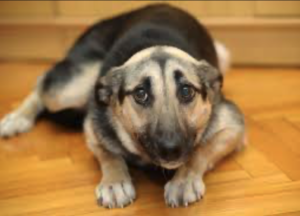 Fearful Dog 1