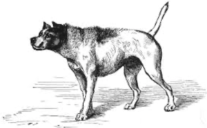Hackles (from Darwin)