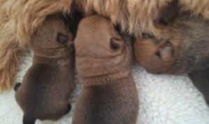 Pups Kneading