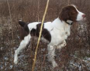 Spaniel Pointing