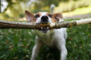 Jack russell fight over stick